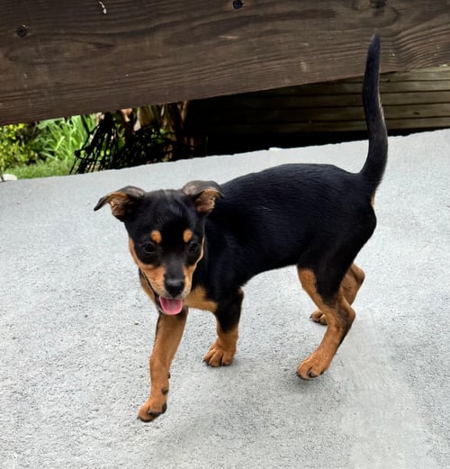 MIAH - Chihuahua available for adoption