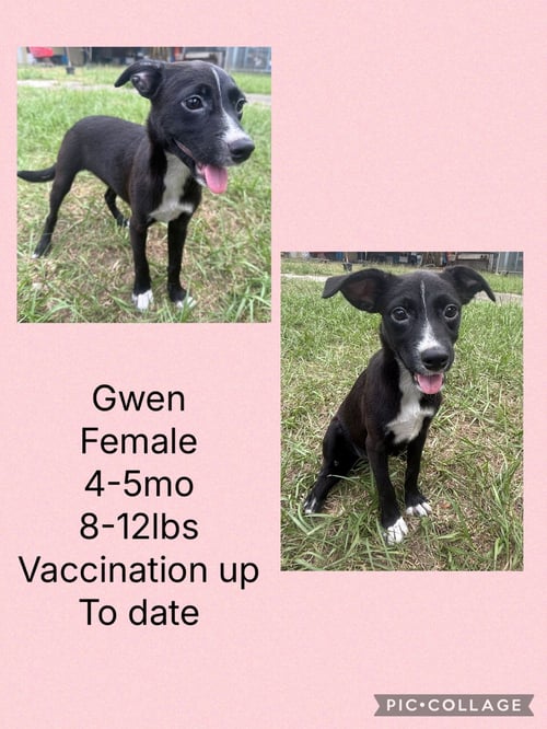 GWEN - Whippet / Chihuahua available for adoption