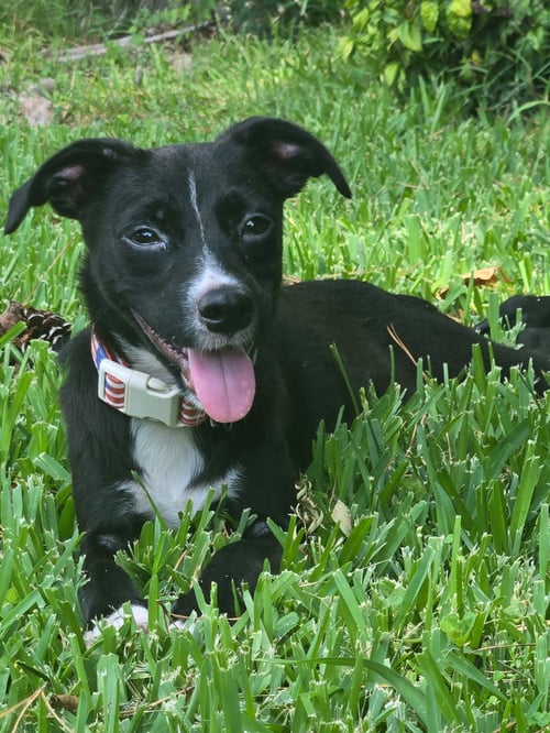 GWEN - Terrier / Chihuahua available for adoption