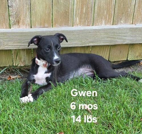 GWEN - Terrier / Chihuahua available for adoption