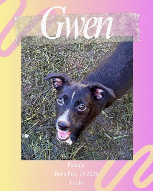 GWEN - Terrier / Chihuahua available for adoption
