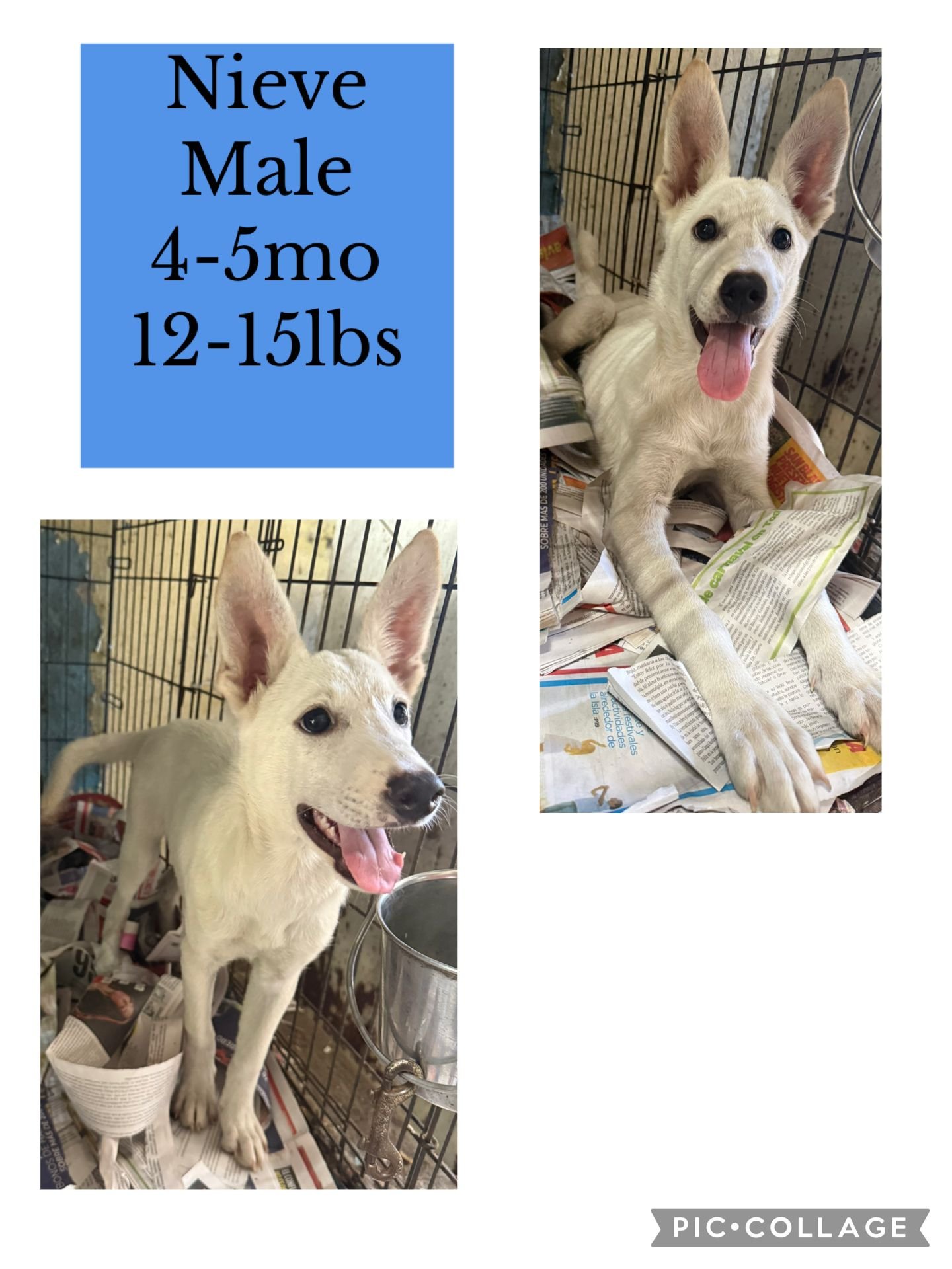 NIEVE - German Shepherd Dog / Chihuahua available for adoption