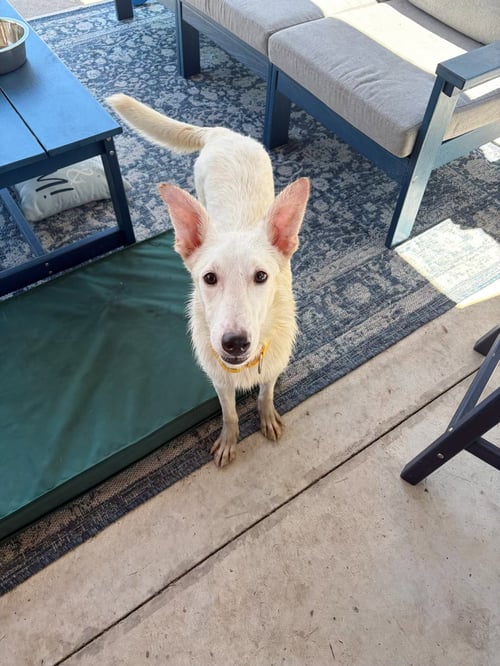 COOPER/NIEVE - Shepherd / Siberian Husky available for adoption