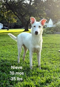 Cooper/Nieve - Photo 1