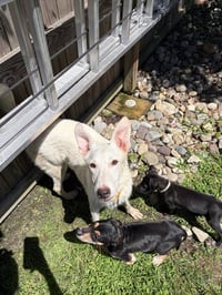 Cooper/Nieve - Photo 3