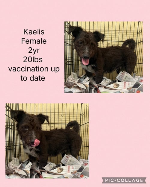 KAELIS - Shih Tzu / Yorkshire Terrier Yorkie available for adoption