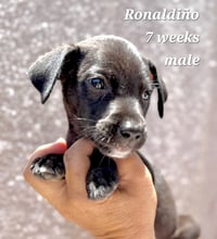 Ronaldinho - Photo 1