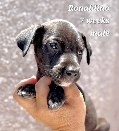RONALDINHO - Chihuahua / Terrier available for adoption