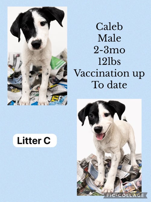 CALEB - Spaniel / Hound available for adoption
