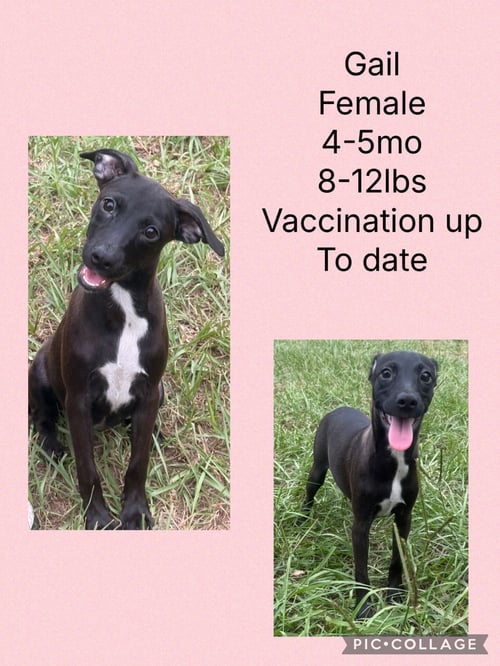GAIL - Labrador Retriever / Chihuahua available for adoption