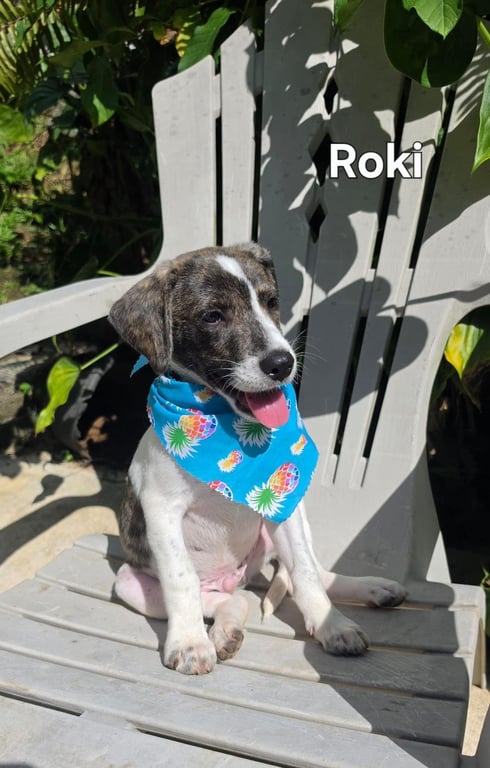 Roki Image