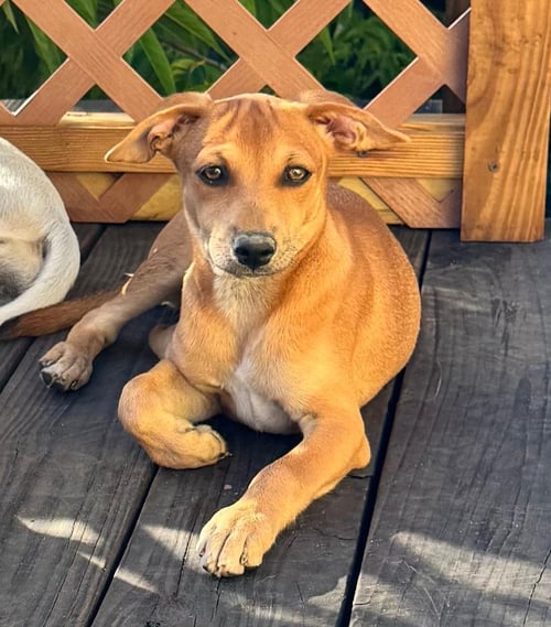 ZOE - Labrador Retriever / Schnauzer available for adoption