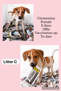 Clementina - Photo 1