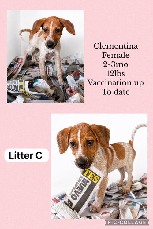 CLEMENTINA - Spaniel / Hound available for adoption