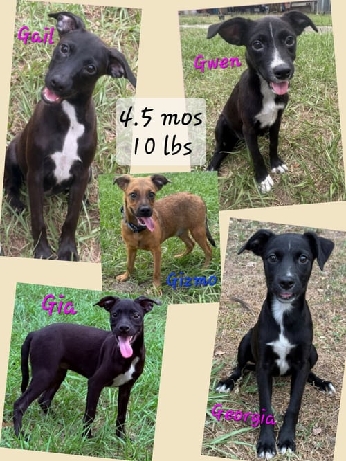 GIA - Whippet / Chihuahua available for adoption