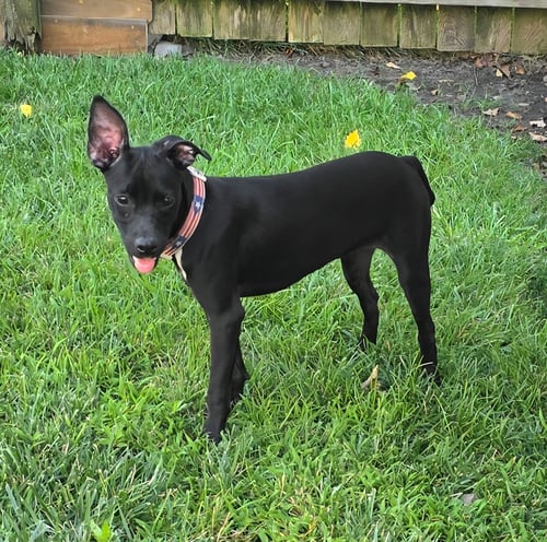 GIA - Whippet / Chihuahua available for adoption