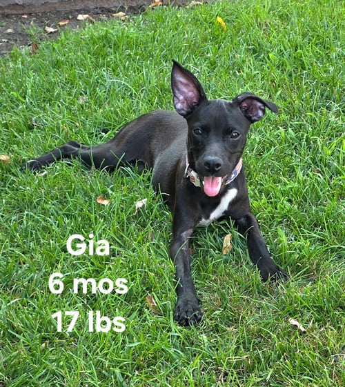 GIA - Whippet / Chihuahua available for adoption
