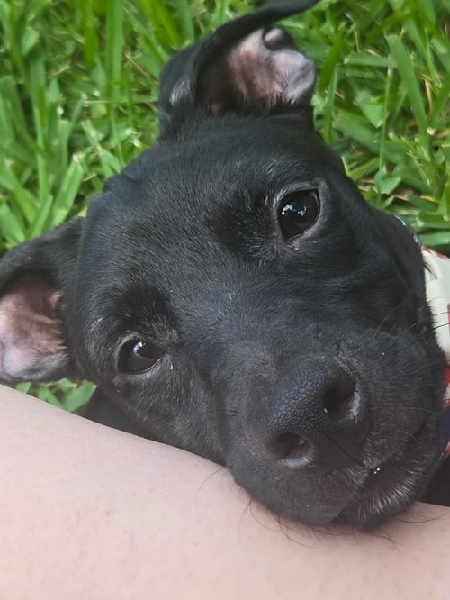 GIA - Whippet / Chihuahua available for adoption