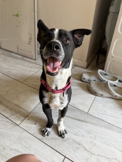 BUDDY/YAMIL - Boxer / Chihuahua available for adoption