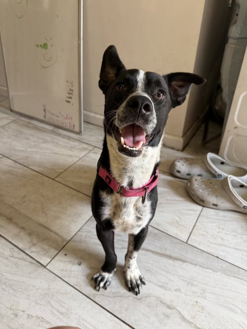 BUDDY/YAMIL - Boxer / Chihuahua available for adoption