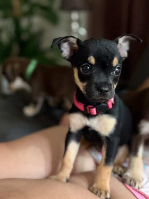 CANDY - Chihuahua available for adoption