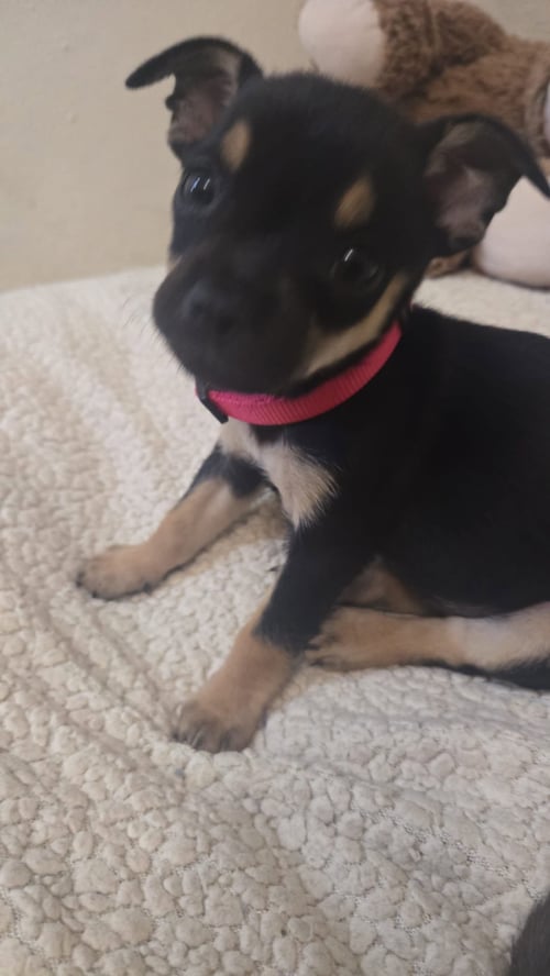 CANDY - Chihuahua available for adoption