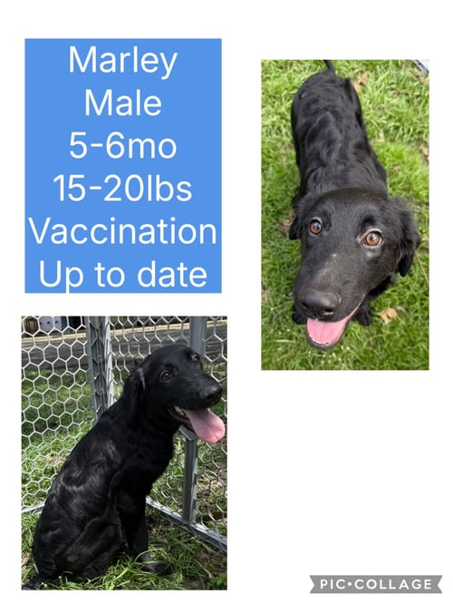 MARLEY - Flat-coated Retriever / Shepherd available for adoption