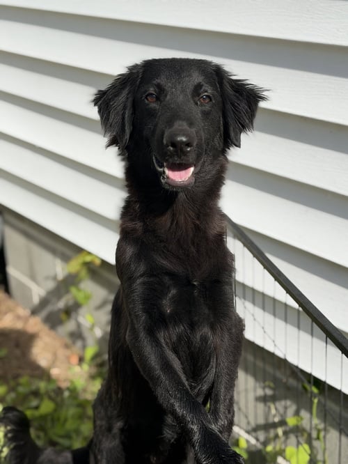 MARLEY - Flat-coated Retriever / Shepherd available for adoption