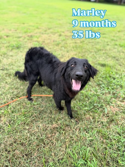 MARLEY - Flat-coated Retriever / Shepherd available for adoption