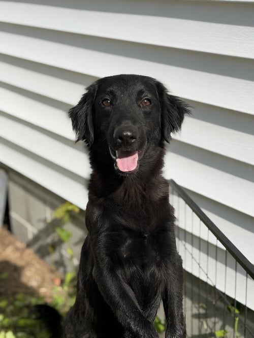 MARLEY - Flat-coated Retriever / Shepherd available for adoption