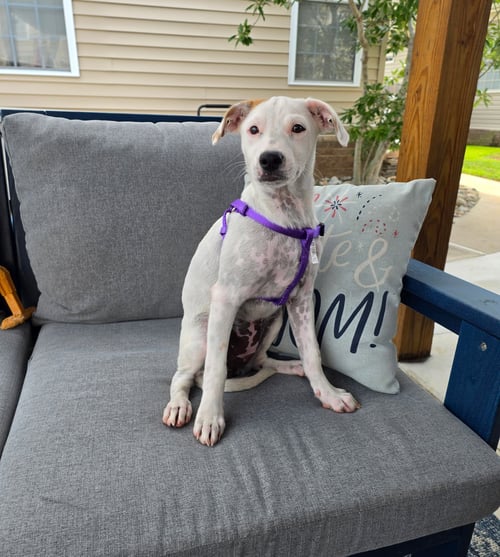 PEGGY - Chihuahua for adoption in Virginia Beach