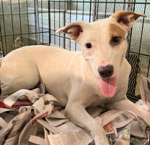 GEORGIA - Terrier / Chihuahua available for adoption