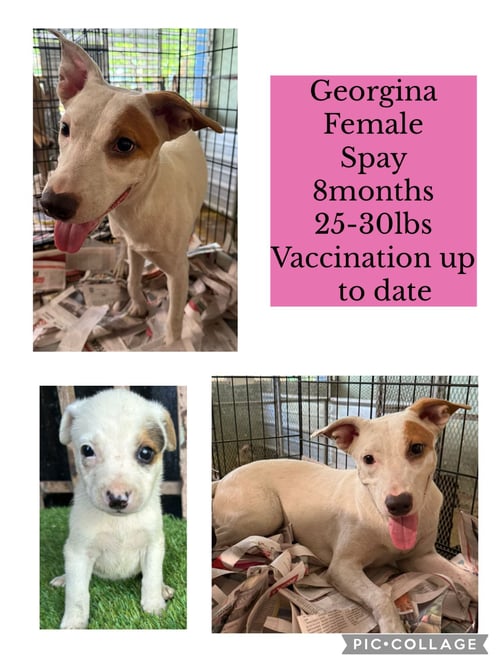 GEORGIA - Terrier / Chihuahua available for adoption