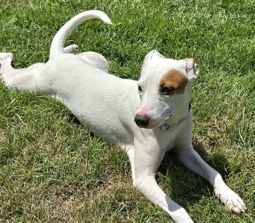 GEORGIA - Terrier / Chihuahua available for adoption