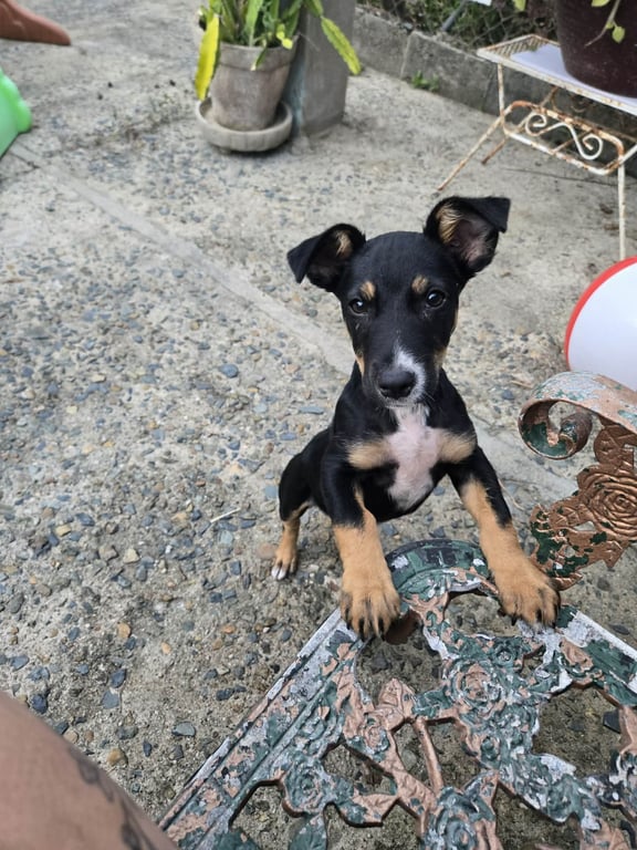 Nala Image