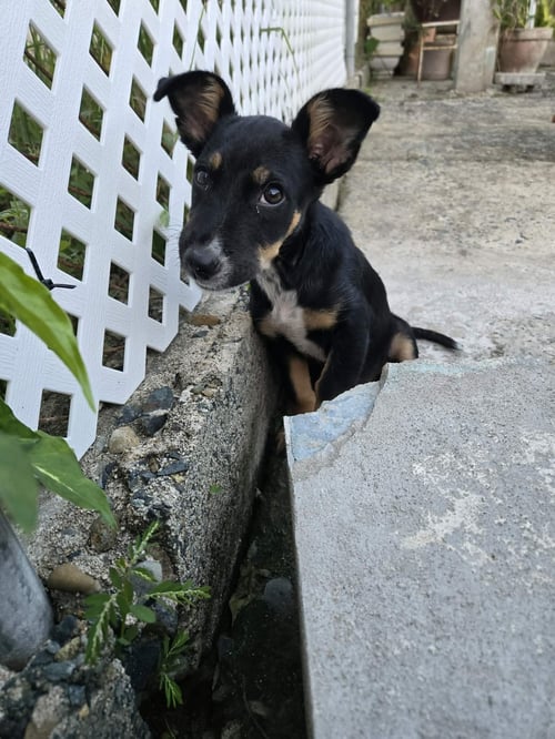 NALA - Dachshund / Rat Terrier available for adoption