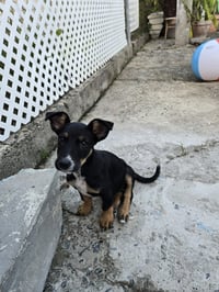 Nala - Photo 3