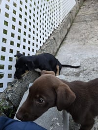 Nala - Photo 5