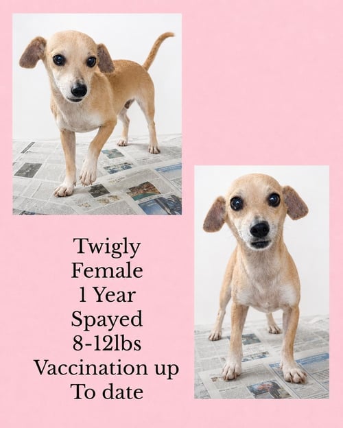TWIGLY - Chihuahua / Dachshund available for adoption