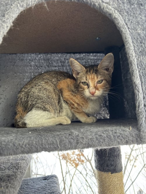LULU - Domestic Short Hair / Calico available for adoption