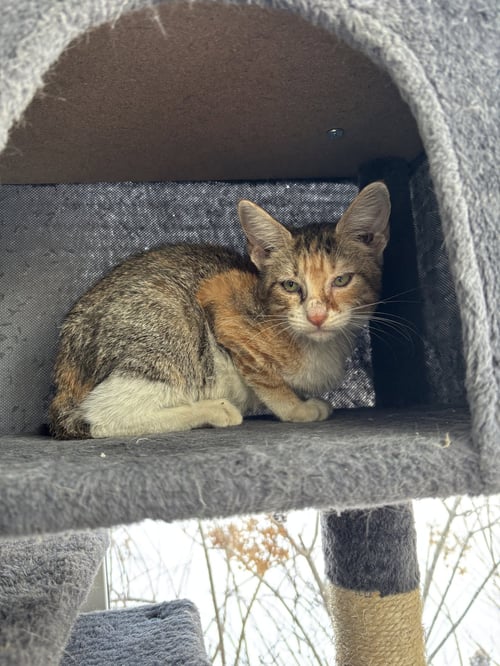 LULU - Domestic Short Hair / Calico available for adoption