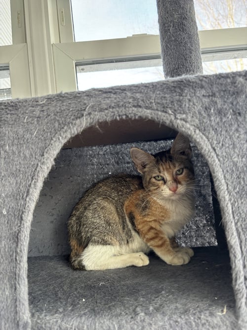 LULU - Domestic Short Hair / Calico available for adoption