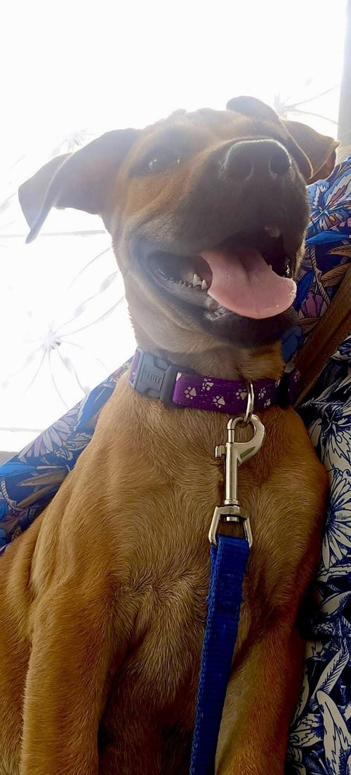ABBY - Unknown available for adoption