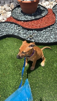 Abby - Photo 4