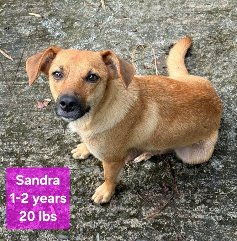 Sandra Image