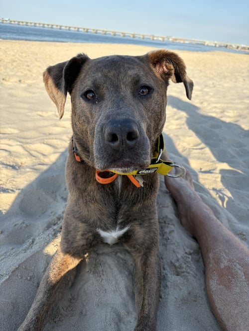 BRUIN - Pit Bull Terrier available for adoption