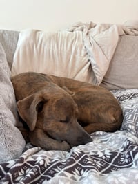 Bruin - Photo 2