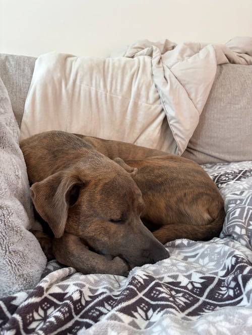 BRUIN - Pit Bull Terrier available for adoption