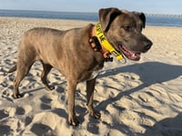 Bruin - Photo 3