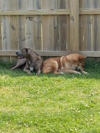 Bruin - Photo 6